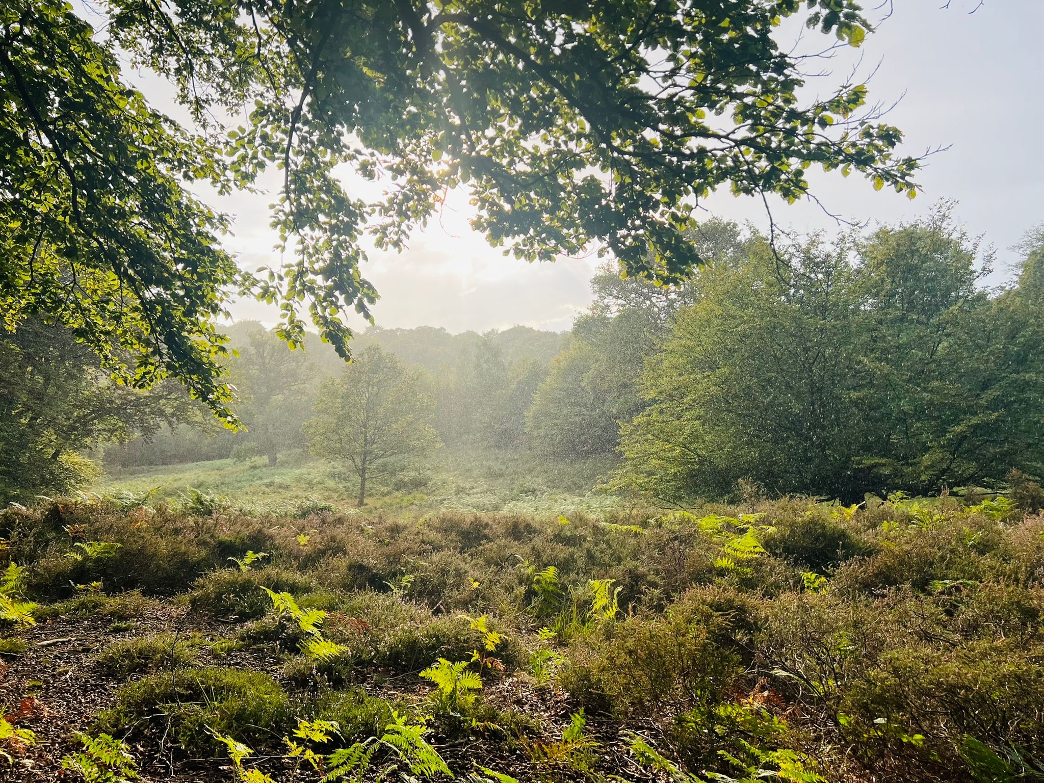 Debden House Campsite